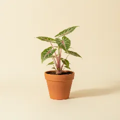 Taro