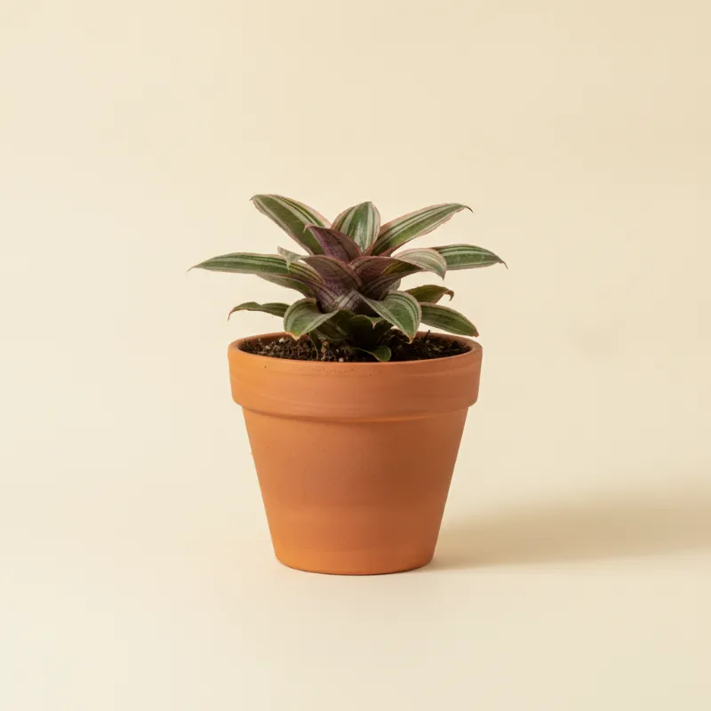 Cryptanthus bivittatus (illustratie)