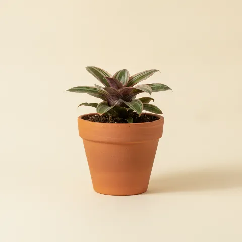 Cryptanthus bivittatus (illustratie)
