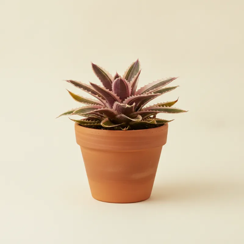 Cryptanthus 'Pink Starlight' (illustratie)
