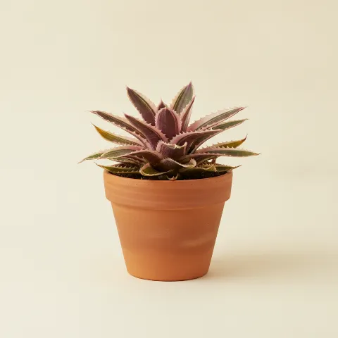 Cryptanthus 'Pink Starlight' (illustratie)