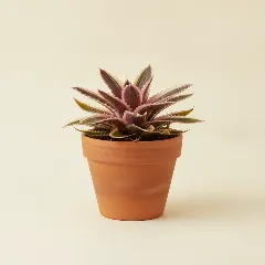 Cryptanthus 'Pink Starlight'