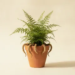 Davallia fejeensis