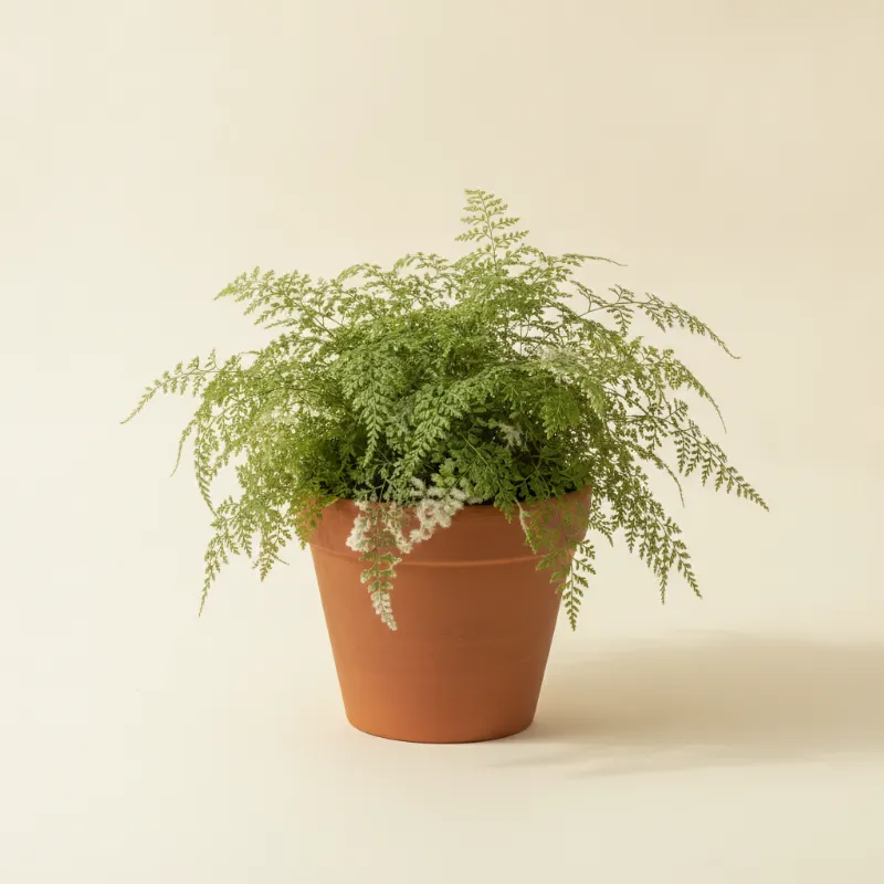 Davallia tyermannii (illustratie)