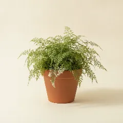 Davallia tyermannii