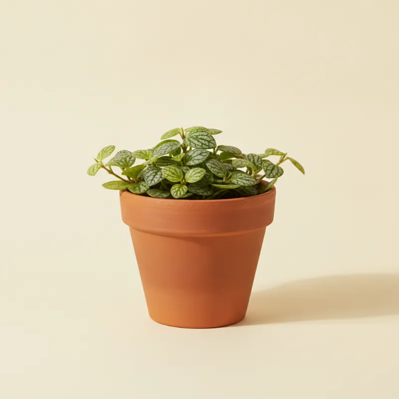 Dischidia ovata (illustratie)