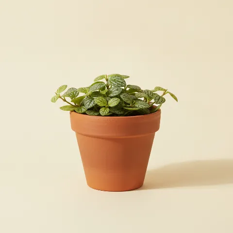 Dischidia ovata