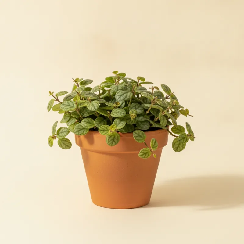 Dischidia pectinoides (illustratie)