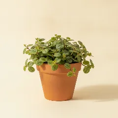 Dischidia pectinoides