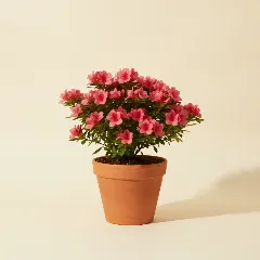 Azalea