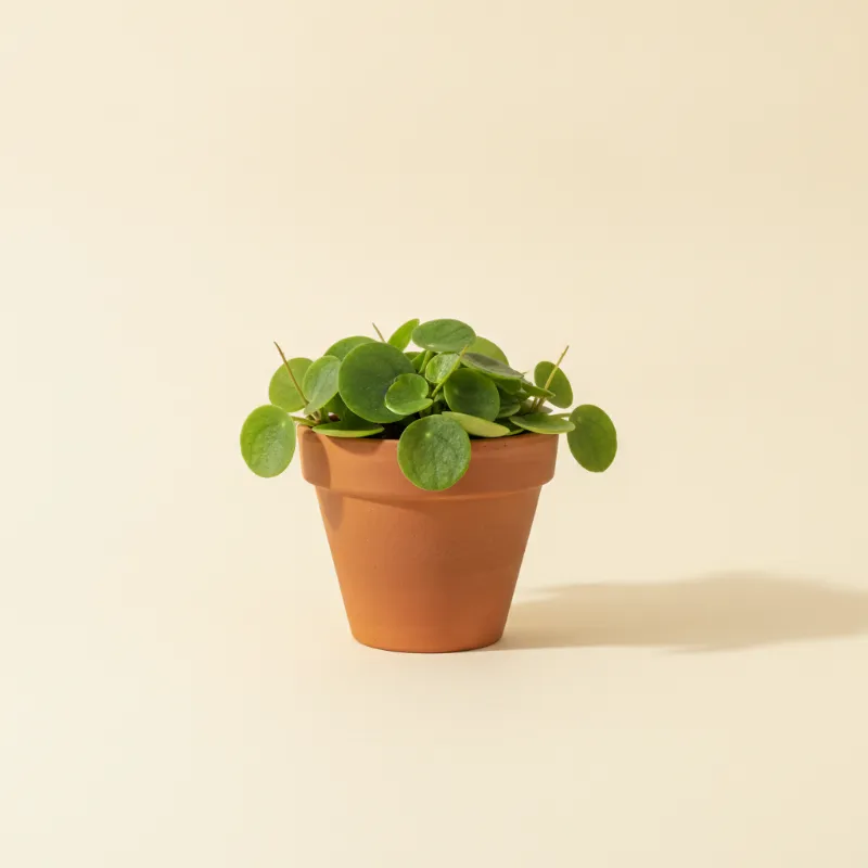 Dischidia platyphylla (illustratie)