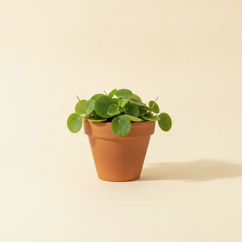 Dischidia platyphylla