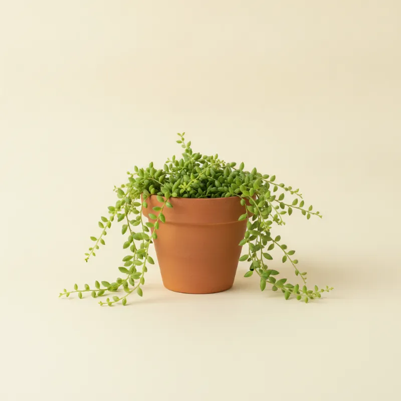 Dischidia vidalii (illustratie)
