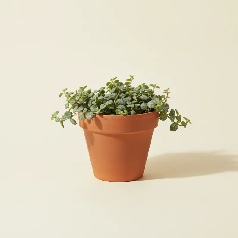 Dischidia 'Geri'