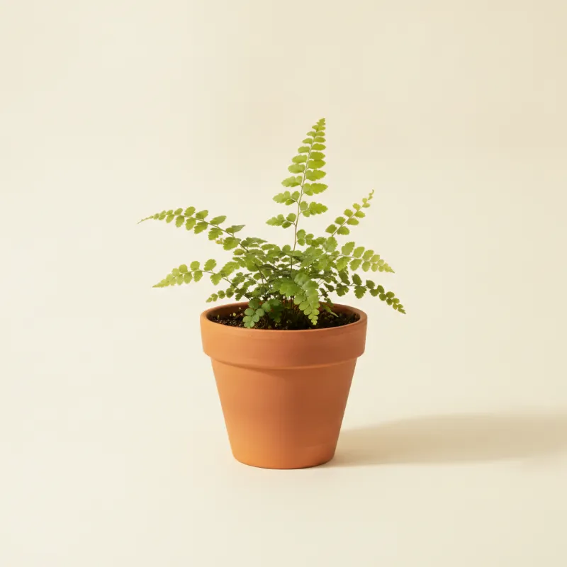 Doryopteris cordata (illustratie)
