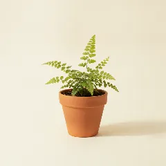 Doryopteris cordata