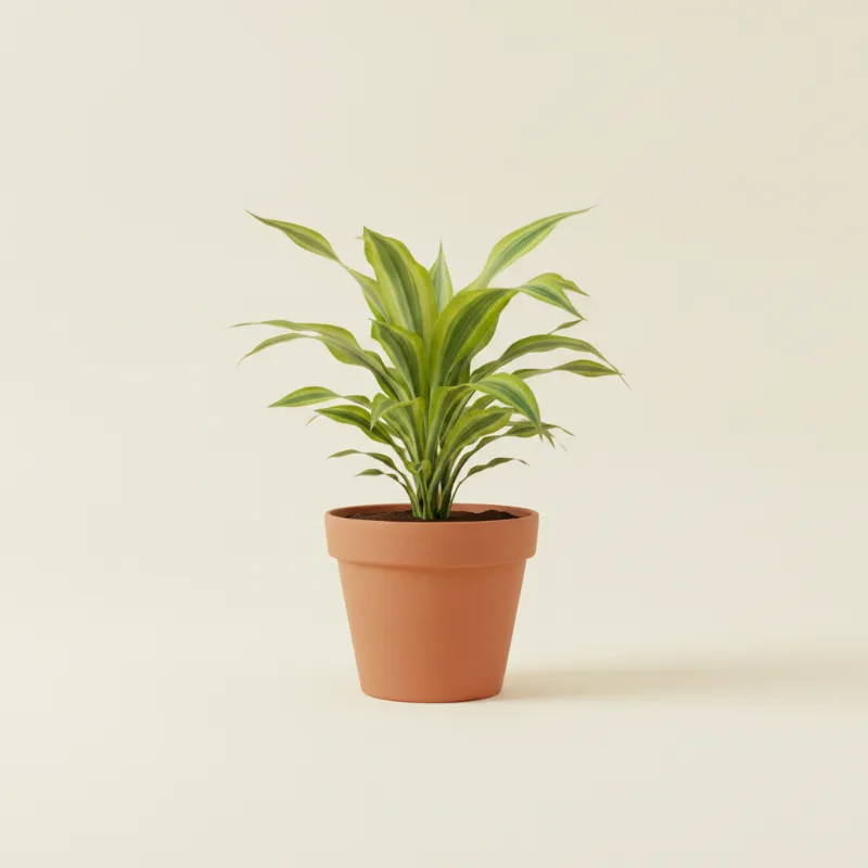 Dracaena — Dracaena fragrans 'Dorado' (illustratie)