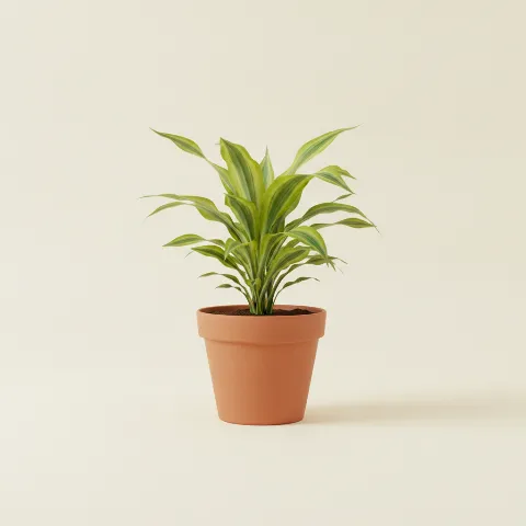 Dracaena — Dracaena fragrans 'Dorado' (illustratie)