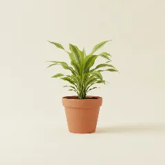 Dracaena