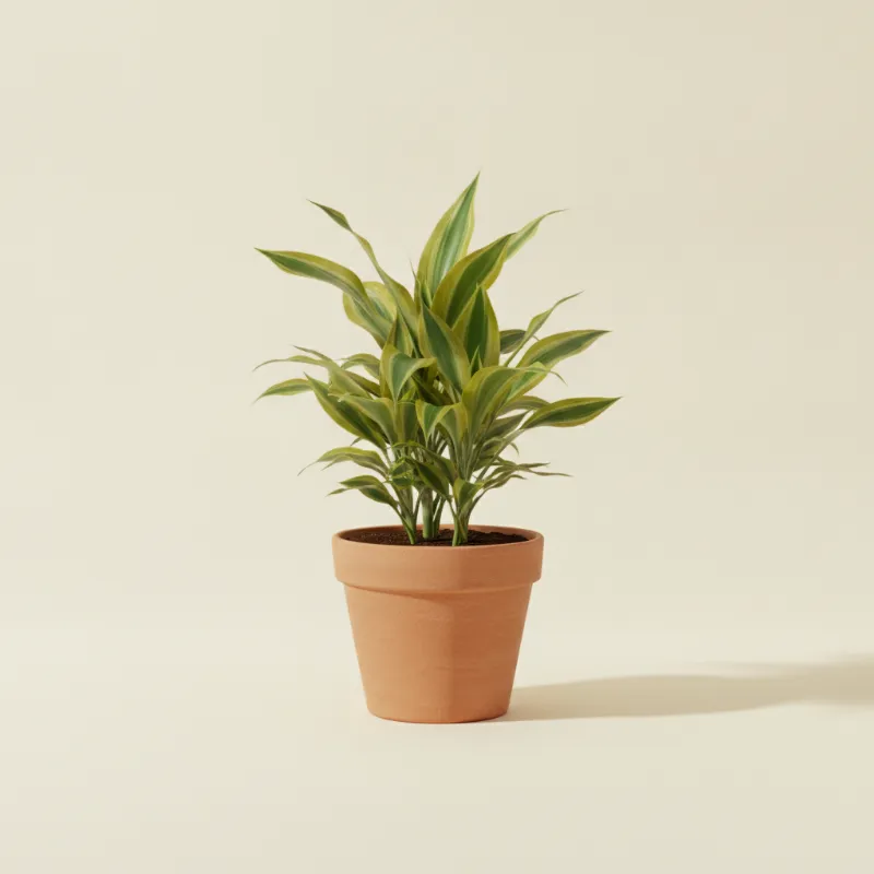 Dracaena — Dracaena fragrans 'Golden Coast' (illustratie)