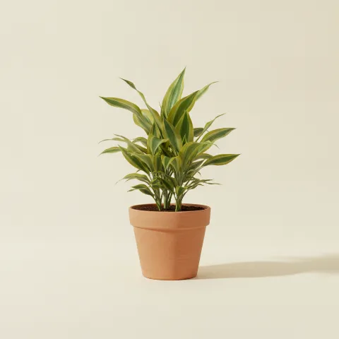 Dracaena — Dracaena fragrans 'Golden Coast' (illustratie)