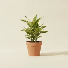 Dracaena