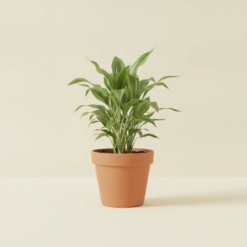 Dracaena — Dracaena fragrans 'Janet Lind' (illustratie)