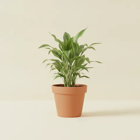 Dracaena — Dracaena fragrans 'Janet Lind' (illustratie)