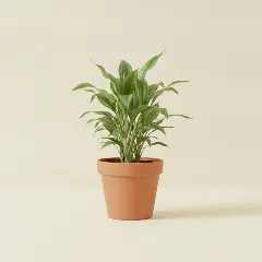 Dracaena