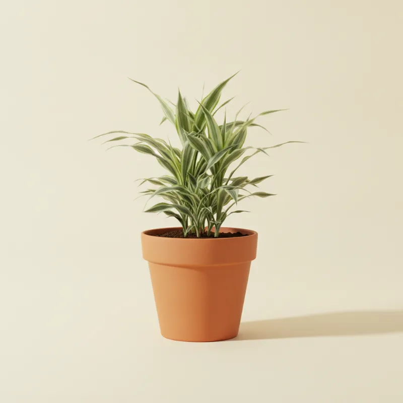 Dracaena — Dracaena fragrans 'Warneckei' (illustratie)