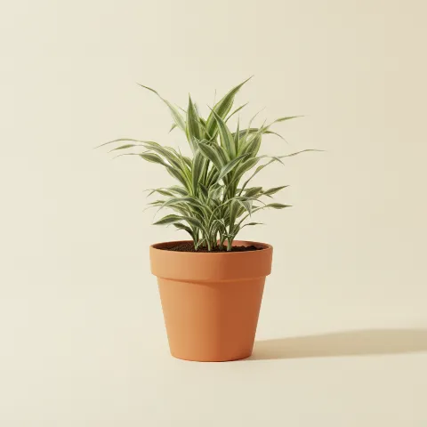 Dracaena — Dracaena fragrans 'Warneckei' (illustratie)