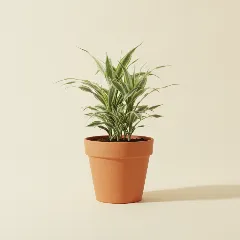 Dracaena