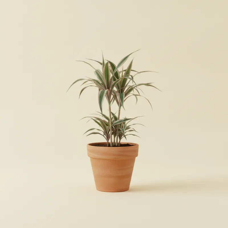 Dracaena — Dracaena marginata 'Bicolor' (illustratie)