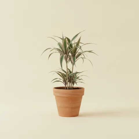 Dracaena — Dracaena marginata 'Bicolor' (illustratie)