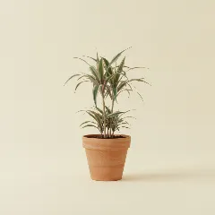 Dracaena