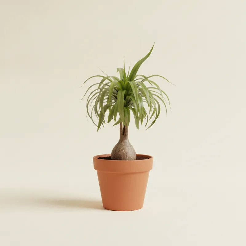 Olifantspoot — Beaucarnea recurvata (illustratie)