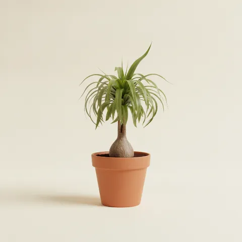 Olifantspoot β Beaucarnea recurvata (illustratie)