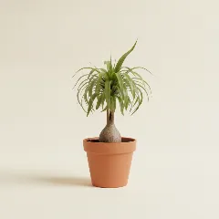 Olifantspoot