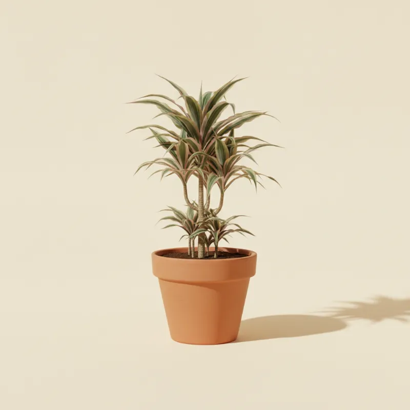 Dracaena — Dracaena marginata 'Colorama' (illustratie)
