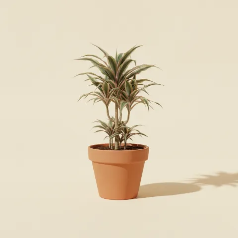 Dracaena — Dracaena marginata 'Colorama' (illustratie)