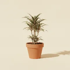 Dracaena