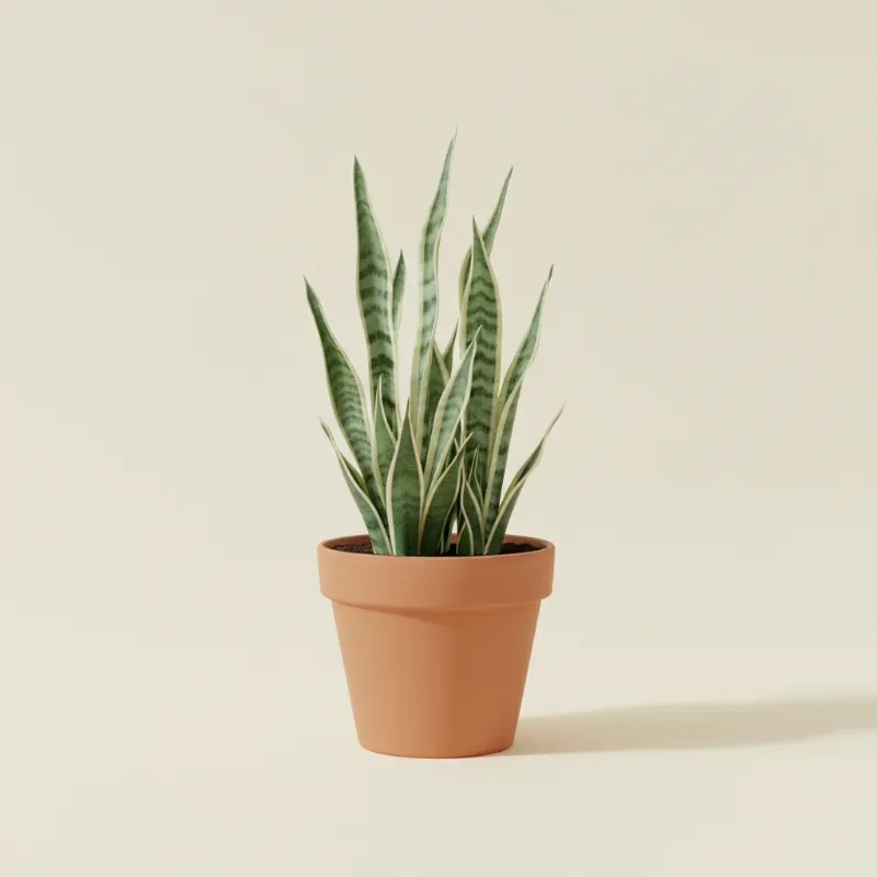 Dracaena — Dracaena trifasciata 'Bantel's Sensation' (illustratie)