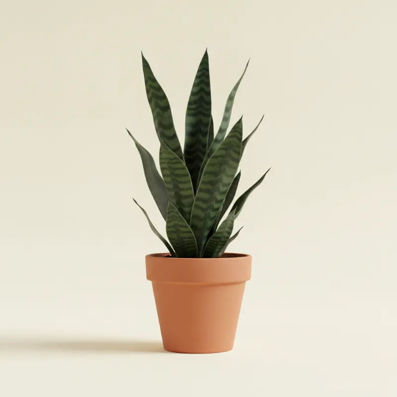 Dracaena — Dracaena trifasciata 'Black Dragon' (illustratie)
