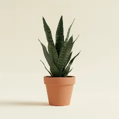 Dracaena