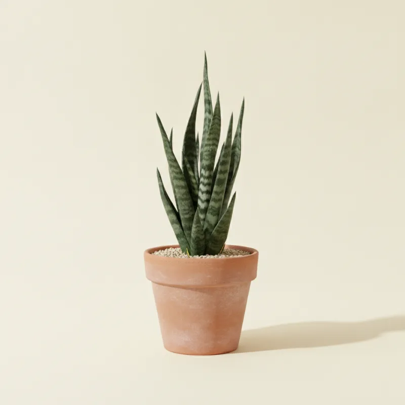 Dracaena — Dracaena trifasciata 'Fernwood Mikado' (illustratie)