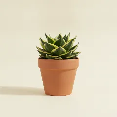 Dracaena