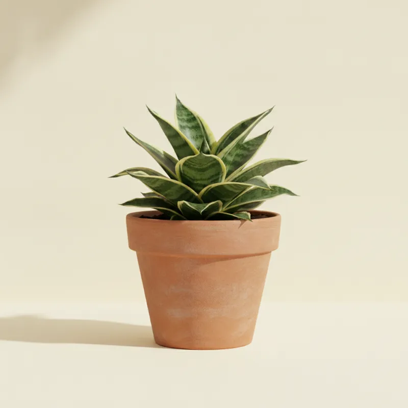 Dracaena — Dracaena trifasciata 'Jade Hahnii' (illustratie)