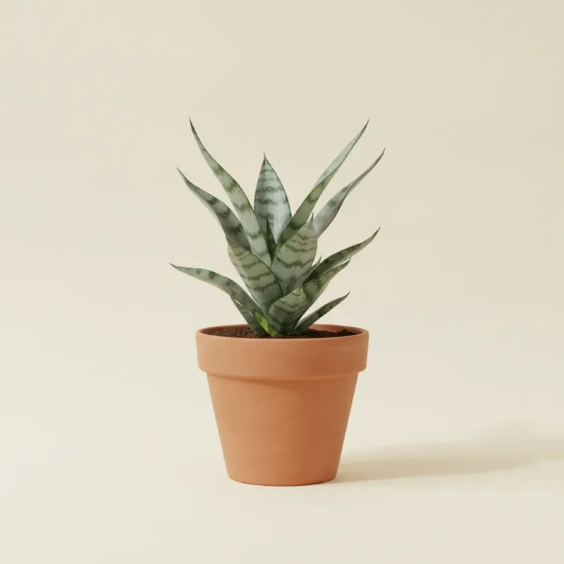 Dracaena — Dracaena trifasciata 'Metallica' (illustratie)