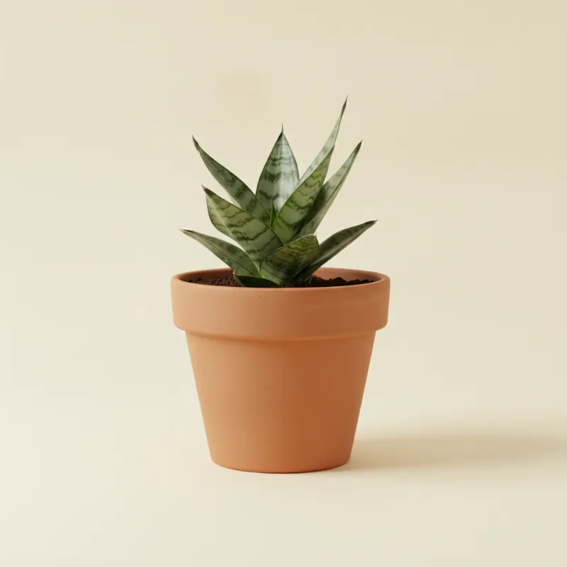 Dracaena — Dracaena trifasciata 'Silver Hahnii' (illustratie)