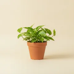 Drakenklimop